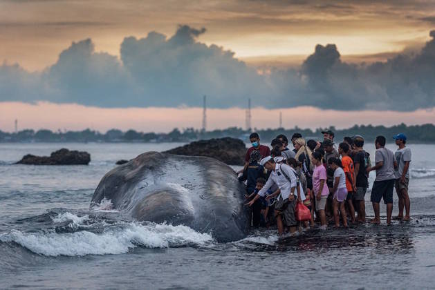 Na quarta-feira, os moradores da ilha até tentaram levar a baleia de volta para a água depois que ela encalhou. Porém, o animal voltou para a praia e não resistiu 