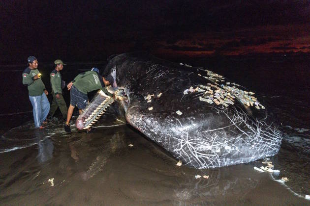 Neste sábado (8), outra baleia foi localizada em uma praia de Jembrana,
também na paradisíaca ilha de Bali, mas do lado leste do paraíso asiático