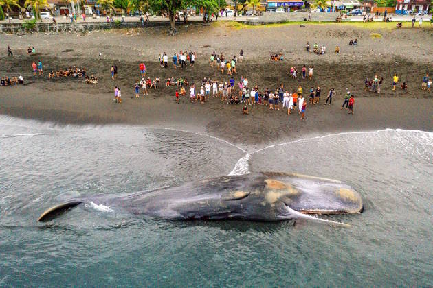 Duas baleias apareceram mortas em praias distantes 115 km na ilha de Bali, na Indonésia, nos últimos três dias, o que intriga os especialistas em vida marinha da região. O primeiro animal foi achado na última quarta-feira (5) na praia de Yeh
Malet, em Klungkung, no oeste da ilha