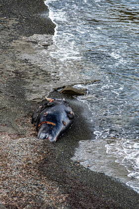 De acordo com as primeiras investigações, as baleias procuram a praia repleta de pedras para se refugiar e acabam sem vida