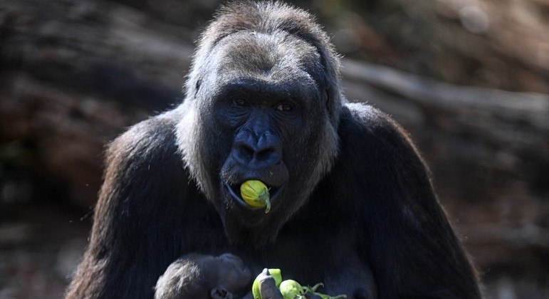 Número de gorilas diminuiu cerca de 80% no Parque Nacional Kahuzi-Biega, no Congo