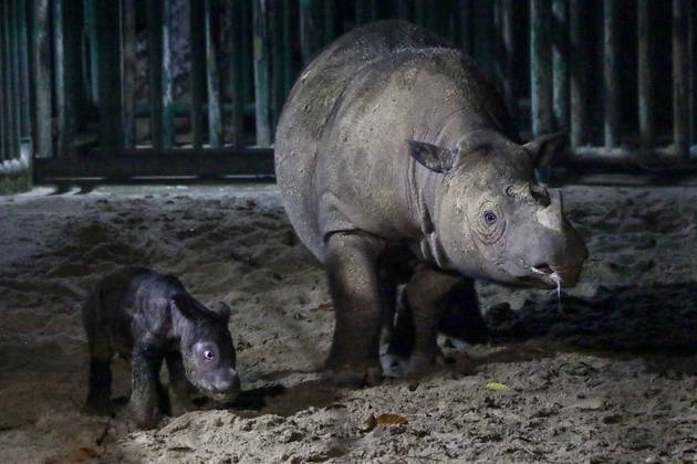 A União Internacional para Conservação da Natureza (IUCN, em inglês), a maior rede do mundo de cuidados com o meio ambiente, reportou que os rinocerontes de Sumatra estão na lista vermelha de animais seriamente ameaçados