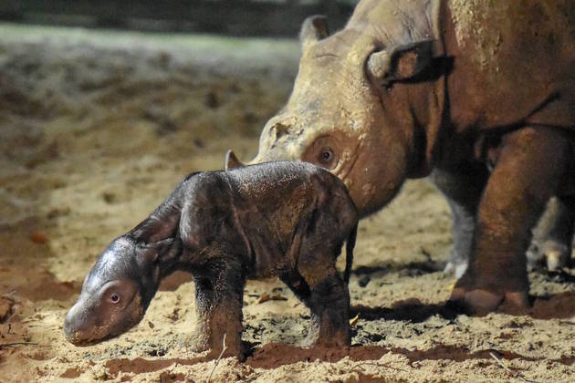 Uma mamãe-rinoceronte de Sumatra, uma linhagem que só ocorre nessa região da Indonésia, deu à luz um filhote neste sábado (30), o que provocou comemorações dos cientistas locais