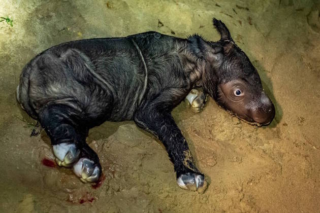 A mamãe, chamada Ratu, que tem 23 anos, deu à luz uma fêmea no Santuário para Rinocerontes do Parque Nacional Way Kambas, em Sumatra