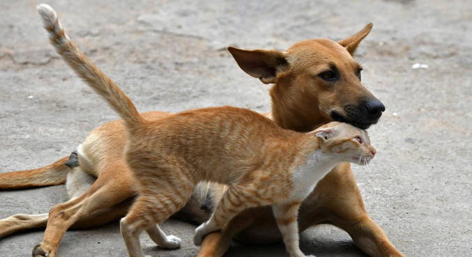 Custo mensal de cães pode chegar a 44% do salário mínimo