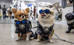 Dogs wearing outfits stands in front of a booth during the Interpets fair for pet products in Tokyo on April 2, 2021.
Philip FONG / AFP
