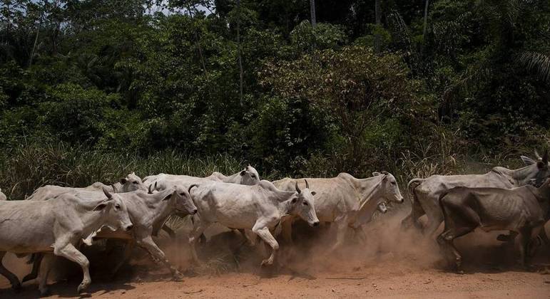 Gado em via pública na cidade de São Félix do Xingu, Pará, Brasil, em 22 de setembro de 2021