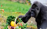 Para comemorar a marca de '66 primaveras', a gorila recebeu uma cesta repleta de frutas para se deliciar. No ano passado, ela ganhou o tradicional bolo de aniversário de verdade. Porém, 'a base do bolo era feita de arroz, com legumes e fruta para a decoração', explicou o então gerente Christian Aust