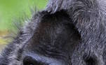 Nascida em 1957 na África Ocidental, Fatou foi levada em 1959 por um marinheiro francês para a Europa. A gorila está no zoológico de Berlim desde então, quando tinha apenas 2 anos de idade