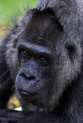 Nascida em 1957 na África Ocidental, Fatou foi levada em 1959 por um marinheiro francês para a Europa. A gorila está no zoológico de Berlim desde então, quando tinha apenas 2 anos de idade