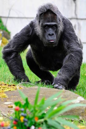 Os gorilas são estritamente vegetarianos e chegam a comer, quando adultos, de 15 a 20 kg de folhas, gramíneas, tubérculos, cascas e frutas todos os dias. A imprensa local e os visitantes do zoológico puderam acompanhar de perto a celebração