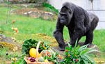 Pouca gente sabe, mas a gorila mais velha do mundo faz aniversário nesta quinta-feira (13)! Fatou mora no Jardim Zoológico de Berlim, na Alemanha, e comemorou os 66 anos com uma cesta repleta de frutas, além do bolo de melancia com velas improvisadas para marcar a idade. Veja mais nas próximas fotos