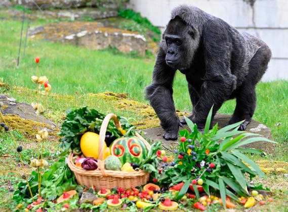 Pouca gente sabe, mas a gorila mais velha do mundo faz aniversário nesta quinta-feira (13)! Fatou mora no Jardim Zoológico de Berlim, na Alemanha, e comemorou os 66 anos com uma cesta repleta de frutas, além do bolo de melancia com velas improvisadas para marcar a idade. Veja mais nas próximas fotos