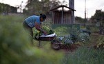 Cirlei Santos works at a urban community garden -a source of income and livelihood for families struggling to attend their basic living needs during the COVID-19 pandemic, in Sete Lagoas, state of Minas Gerais, Brazil on April 20, 2021. Shared spaces are used for the production of vegetables and a source of income for more than 300 families.
DOUGLAS MAGNO / AFP