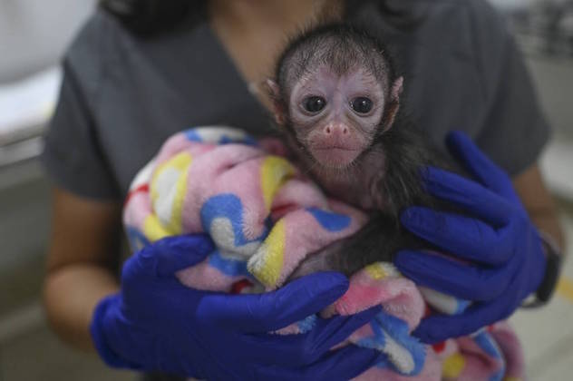 Olhe Mérida aí no colo da veterinária