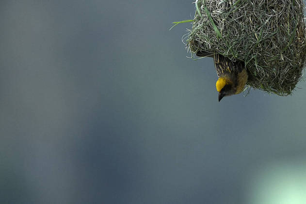 A weaver bird is seen inside its nest hanging from a tree in Kathmandu on May 31, 2021.
PRAKASH MATHEMA / AFP
