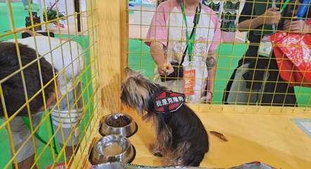 Pessoas olham para um cachorro clonado usando uma placa que diz 'Eu sou um cachorro clone' na Pet Fair Asia 