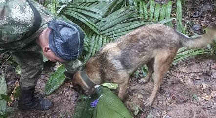 O cachorro Ulises ajuda na busca pelas crianças e o bebê desaparecidos na selva amazônica, na Colômbia