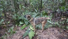 Colômbia se une para encontrar Wilson, cão que ajudou a localizar as crianças na selva