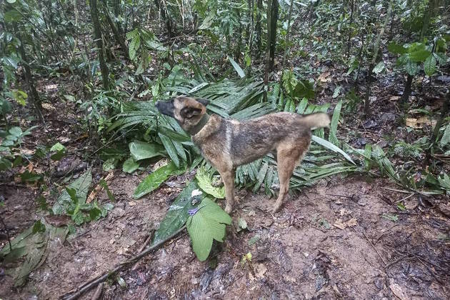 As três crianças — de 4, 9 e 13 anos de idade — e o bebê de 11 meses que supostamente sobreviveram a uma tragédia aérea e resistem, há 17 dias, na selva amazônica na Colômbia contam com a ajuda do cão Ulises, especialista em salvamentos. O animal pertence às Forças Armadas do país da América do Sul, que fez até uma homenagem ao animal nas redes sociais. Até agora, os menores seguem desaparecidos
