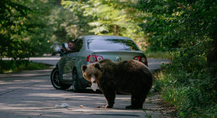 Urso no meio de estrada na Romênia
