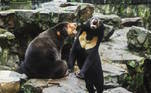 'Algumas pessoas pensam que que a forma que fico de pé é 'muito humana', mas repito mais uma vez: Sou um urso malaio!', diz o texto. Originário das selvas tropicais do sudeste asiático, o urso malaio, também conhecido como 'urso de coqueiros', tem a pele brilhante de cor preta ou marrom, com um colar amarelo-alaranjado bastante característico