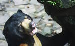 Um vídeo do animal, que se levanta e interage com um grupo de visitantes no zoológico de Hangzhou (leste do país), viralizou nos últimos dias nas redes sociais chinesas