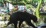 Um zoológico da China se viu obrigado a confirmar que um dos ursos que possui em cativeiro é realmente um animal — e, não, um humano. Tudo aconteceu depois da publicação, na internet, de imagens do animal se apoiando nas patas traseiras, como um humano