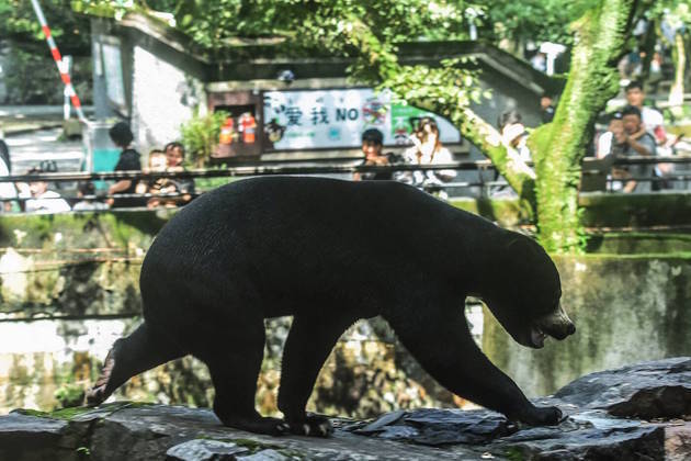 Muitos internautas demonstraram surpresa diante da postura bípede do animal e também com a pele enrugada das patas traseiras, que davam a impressão de um humano vestido com uma fantasiaLEIA O RESTANTE DESTE CONTEÚDO!
