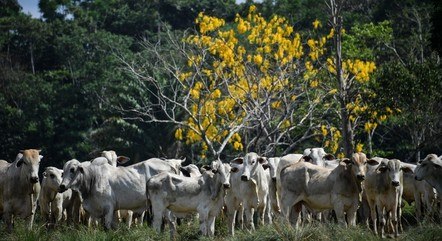 Rebanho bovino cresceu 4,3% em 2022, mostra IBGE