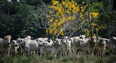 Brasil é o maior exportador de carne bovina do mundo
