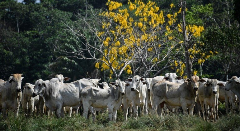 Metano emitido por gado pode ser reduzido com rações especiais