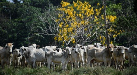 Agropecuária desabou 8% e guiou queda do PIB