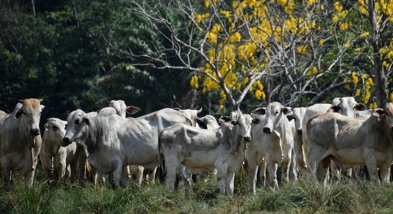 Rússia proíbe importação de carne de Minas Gerais e Mato Grosso