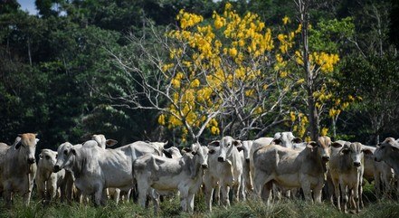Brasil exportou 1,867 mi de toneladas de bovinos em 2021 