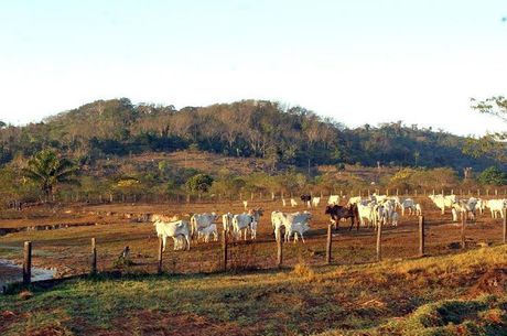 Pecuarista que não vacina rebanho será multado