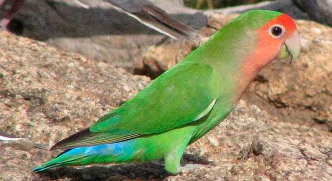 Agapornis - Conheça essa ave ideal para criar em sua casa