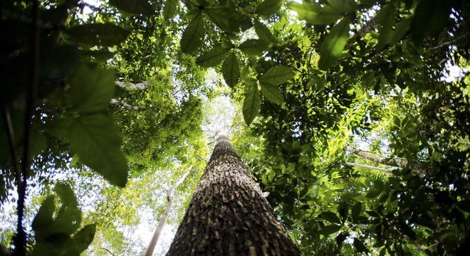 Governo estuda liberar exportação de madeira in natura da Amazônia -  Notícias - R7 Brasil