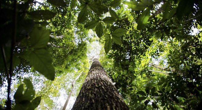 Salles confirmou que governo estuda liberar exportação de madeira in natura 