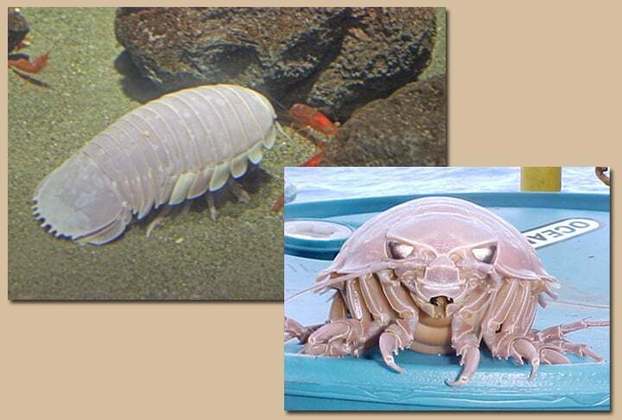 Agora, conheça outros animais exóticos. Comecemos pelo isópode gigante. A espécie, que parece uma barata gigante, também é um crustáceo e vive bem no fundo do mar. Pode ter 60 cm e seu nome científico é Bathynomus giganteus. 