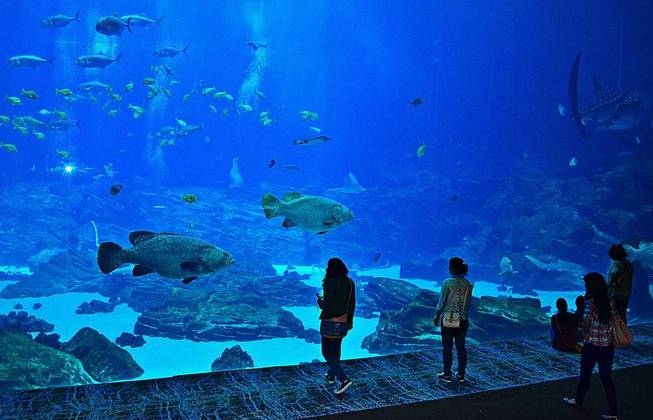 Agora veja quais são os 10 maiores aquários do mundo 