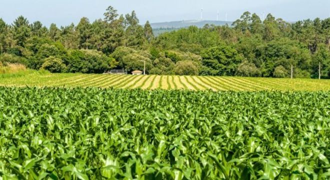 Os serviços ecológicos que alguns parasitas fornecem à agricultura são inestimáveis