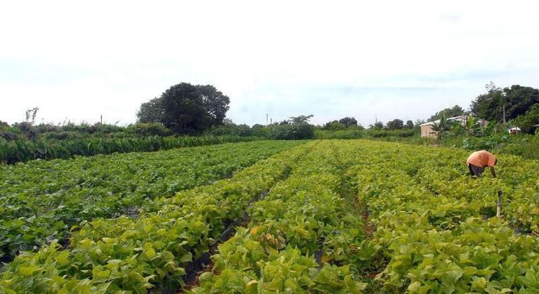 Bolsonaro amplía número de agregados agrícolas en el exterior – Noticias