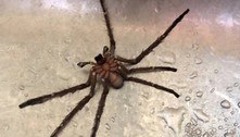 Rapaz consome água de chaleira e descobre ter 'bebido' aranha junto