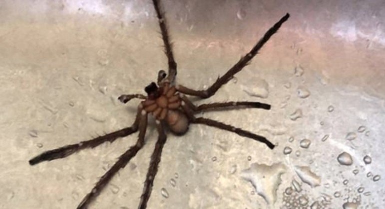 Rapaz descobriu aranha no fundo de chaleira após ter consumido água fervida no recipiente