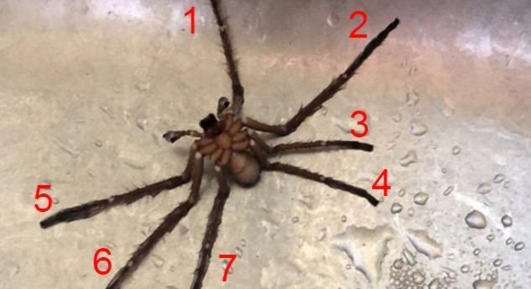 Aranha encontrada no fundo de chaleira estava sem uma das oito patas