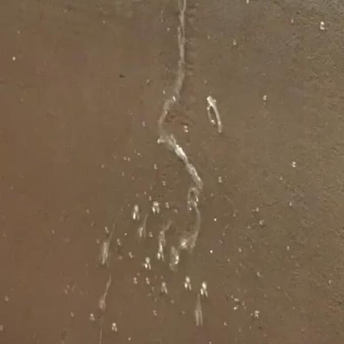Essa água está viva?