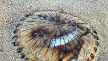 Imagem chocante mostra peixe assustado dentro de água-viva