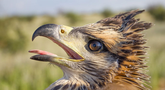 A espécie corre risco de extinção, segundo a União Internacional para a Conservação da Natureza