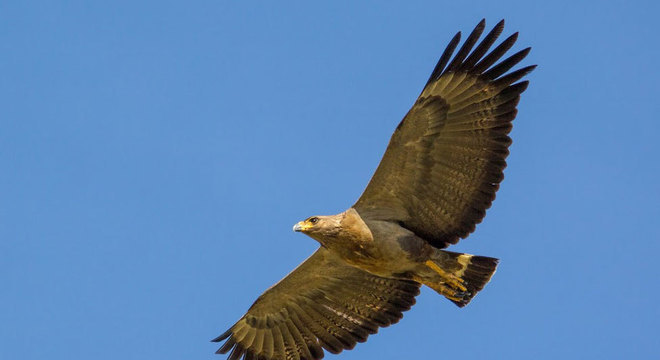As crianças aprenderam que vivem na mesma região de uma espécie ameaça de extinção